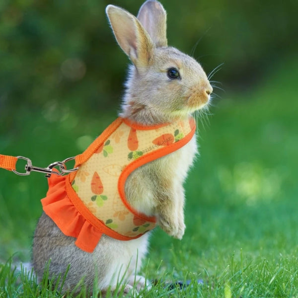 Rabbit Harness