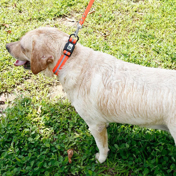 dog collar waterproof