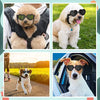 Dog Cat Glasses