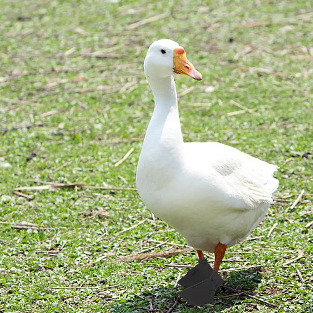 Duck Goose Feet Shoes