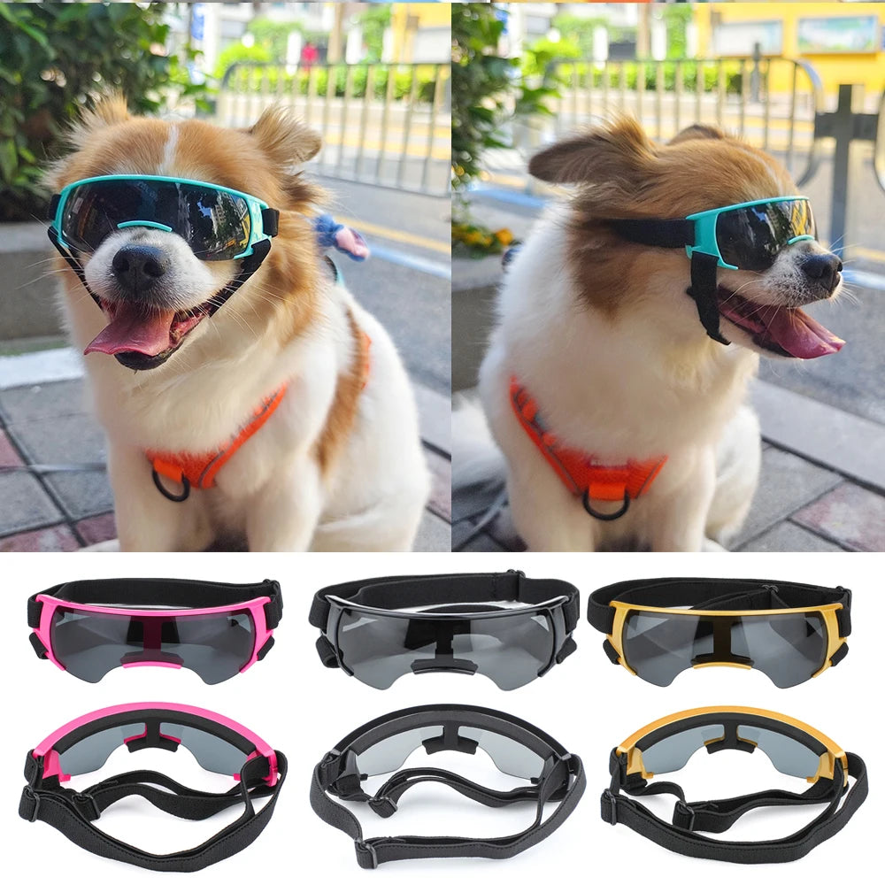 Dog Glasses