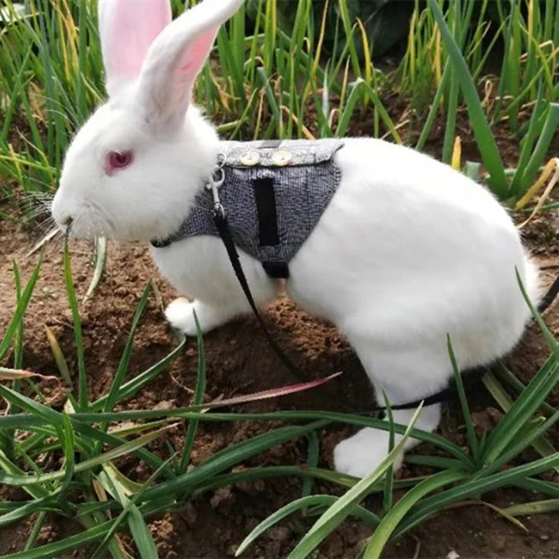 Rabbit Harness and Leash Clothes