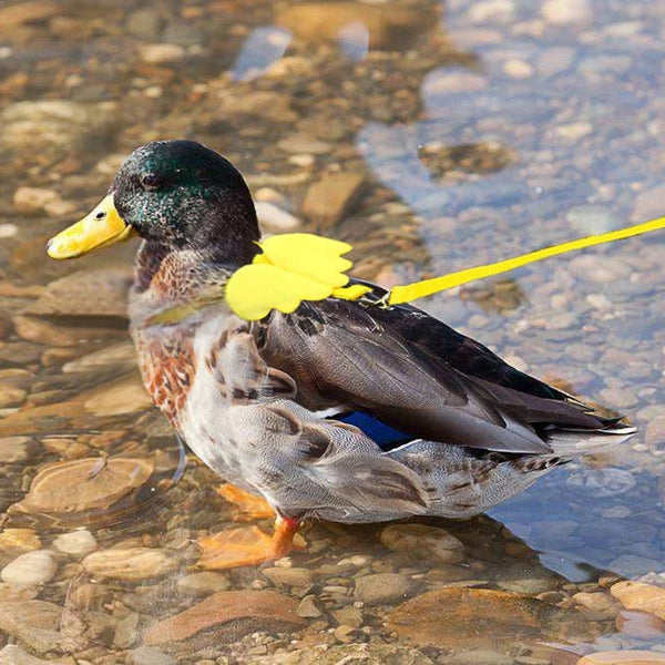 Leash For Duck Small