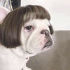 Cat Dog Cosplay Wig Funny