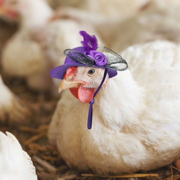 Chicken Hats