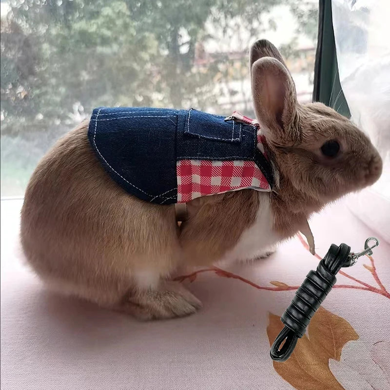 Clothes And Leashs Bunny