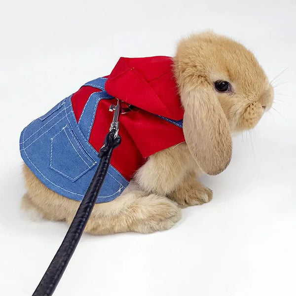 Clothes And Leashs Bunny