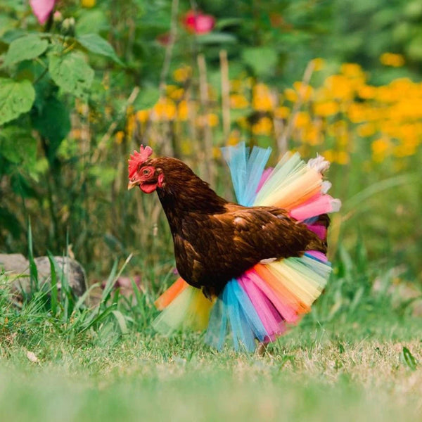 Skirt Hen